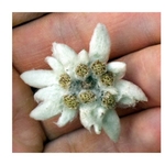 edelweiss