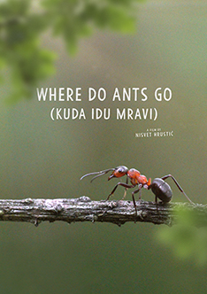 Where Do Ants Go
